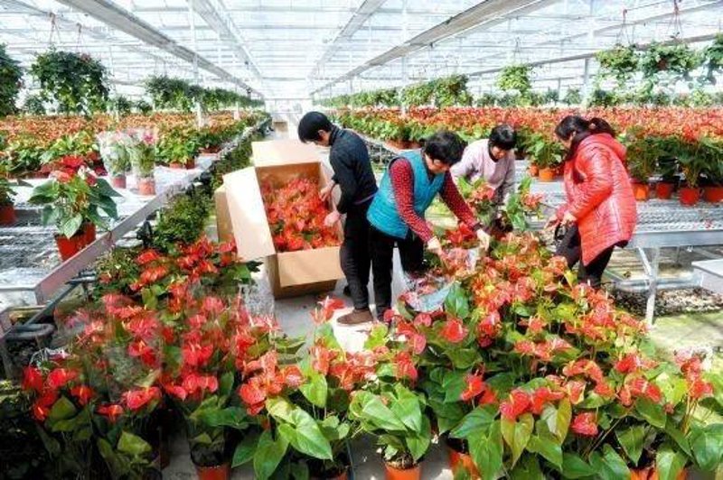 园林绿化苗木市场现状与趋势